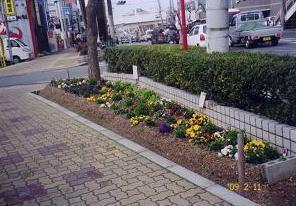 街路樹の傍で咲いているパンジーの写真