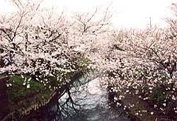 川沿いに咲く満開の桜の写真