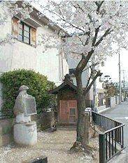 説明看板を持っている鉢かつぎ姫の形をした石像と桜の奥に祠がある写真