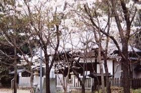 桜がちらほら咲いている大杜御祖神社の写真