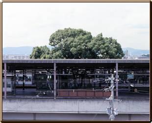 萱島駅のホームの奥から飛び出して見える大きなくすのきの写真