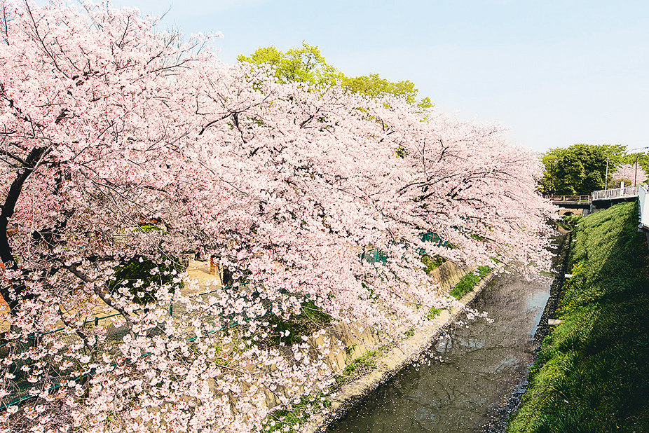 友呂岐緑地桜