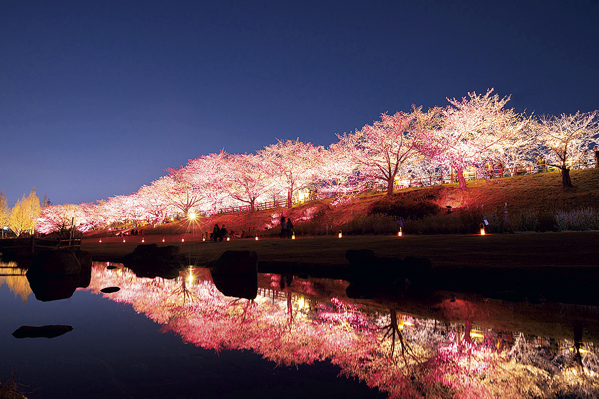 打上治水公園 桜のライトアップ