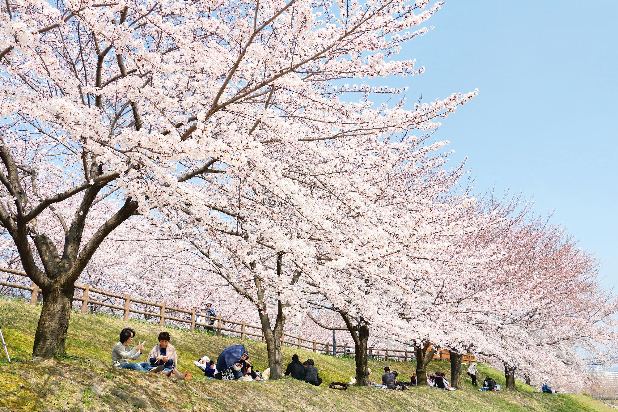 打上治水公園 桜の下でお花見する人たち