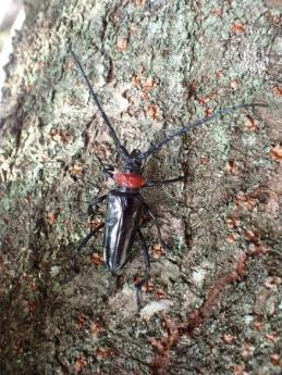 クビアカツヤカミキリの成虫
