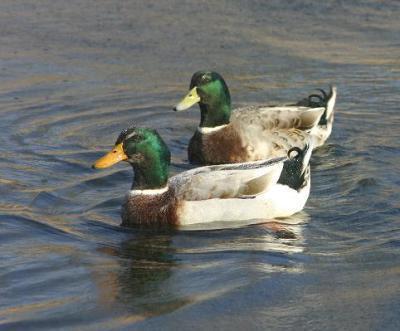 頭がエメラルドグリーンをした2羽のマガモが水面を泳いでいる写真