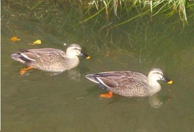 くちばしの先が黄色い2羽のカルガモが水面を泳いでいる写真
