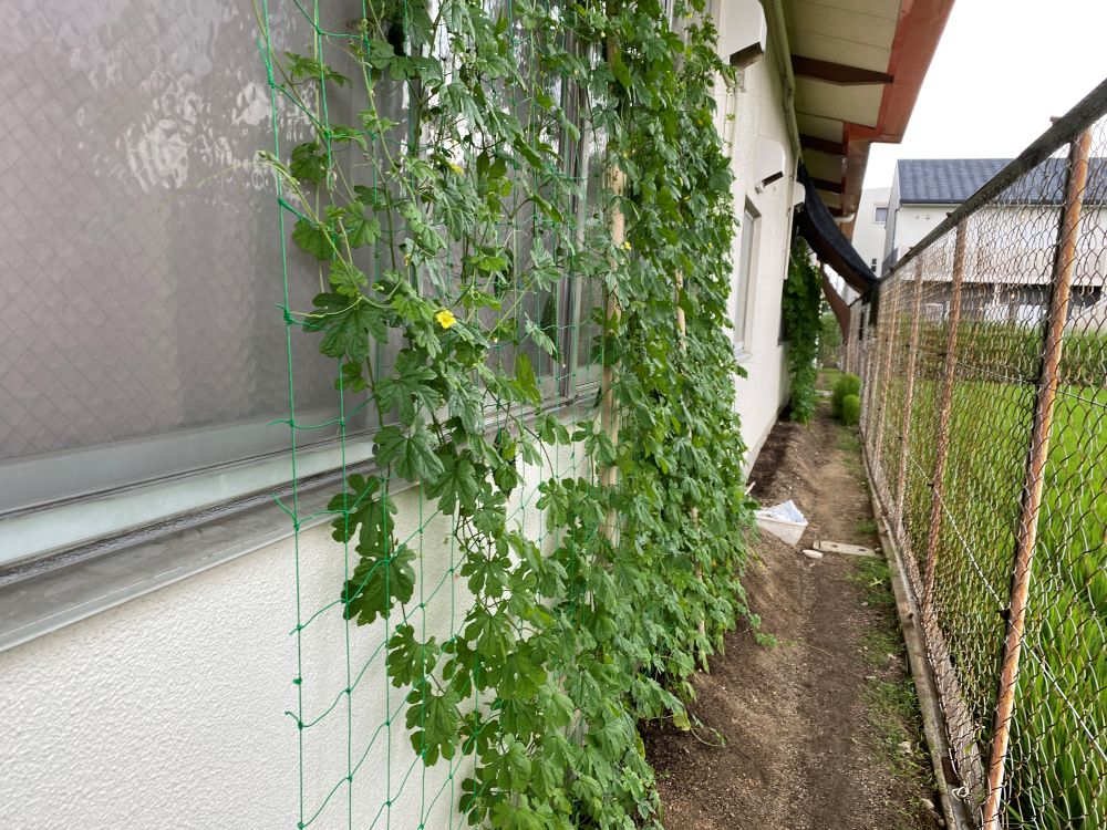 かえで2025