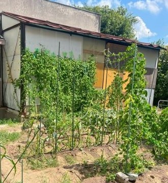 市立第六中学校のゴーヤの写真1