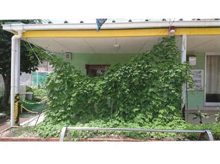 ひまわり保育園のゴーヤの写真