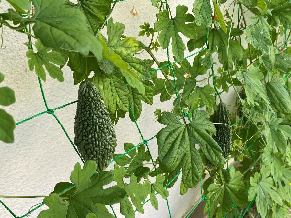 かえで20240902