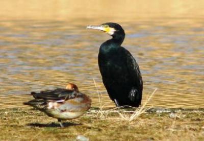 体全体が黒く、嘴が白いカワウの写真