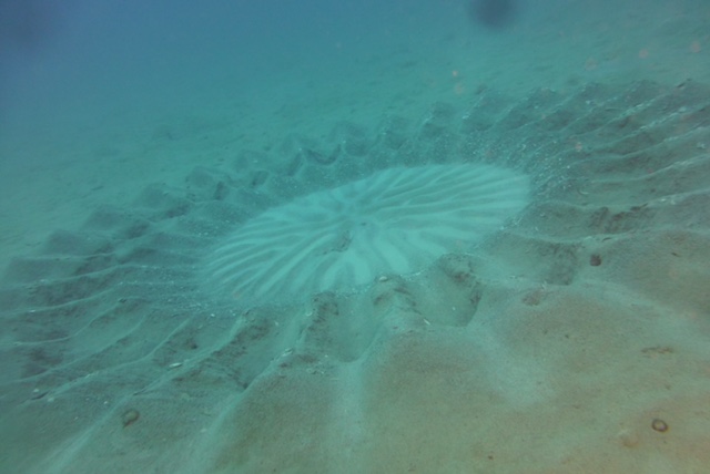 砂地の海底に描かれた直径約2mの幾何学模様
