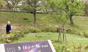 散歩コースの打上川治水緑地にある「きぼうの桜」