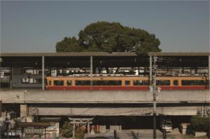 電車が停まっている萱島駅のホームの後ろに見える大きなくすのきの写真