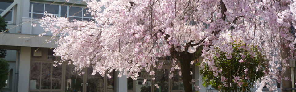 田井小学校