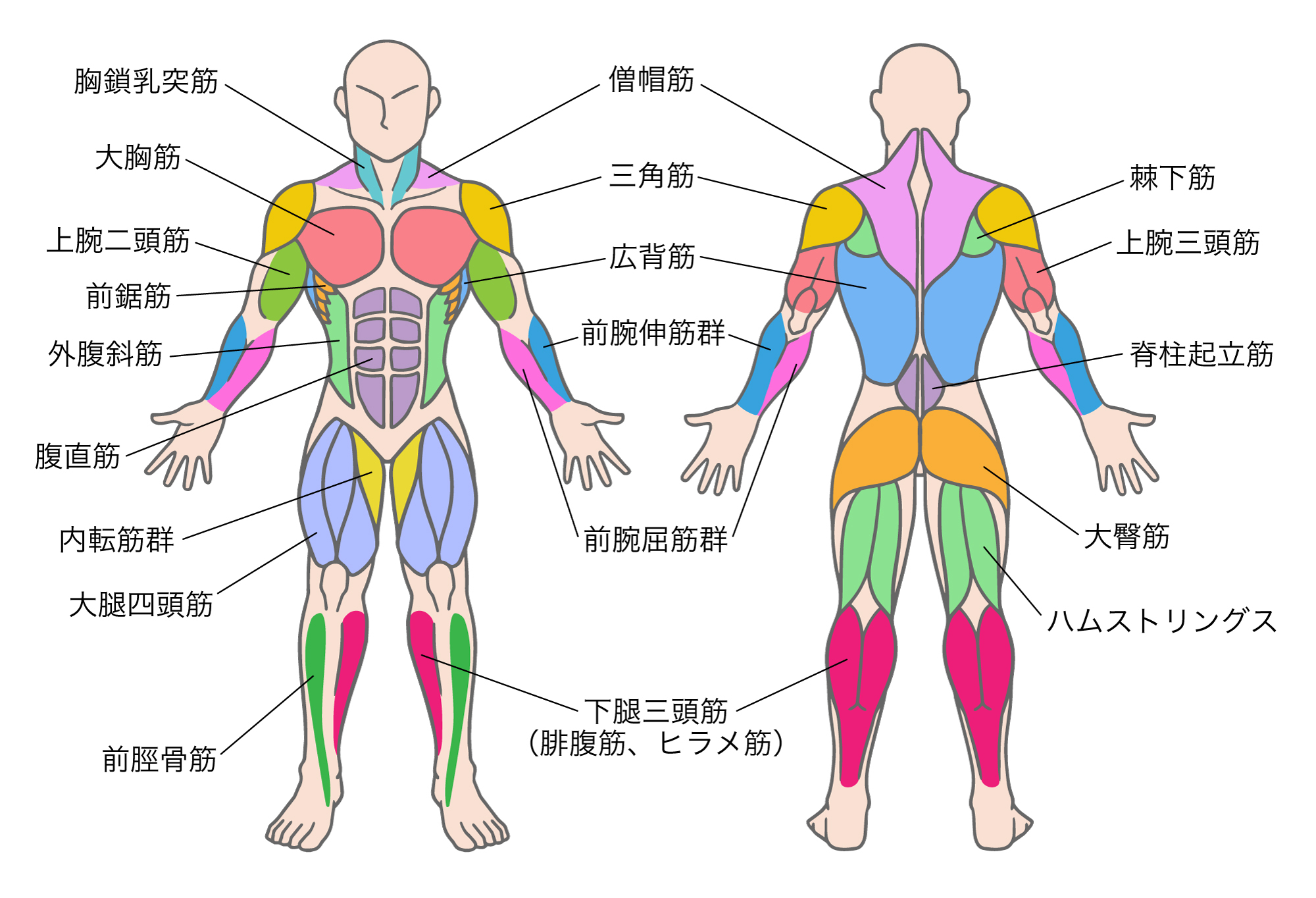人体筋肉図