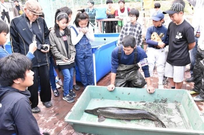 大きな緑色のトレーの中の捕獲したアリゲーターガーを子供たちや男性が見ている写真