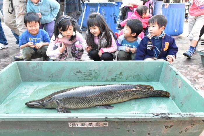 緑色の大きなトレーの中にいる捕獲された114センチメートルものアリゲーターガーを5名の子ども達が見ている写真