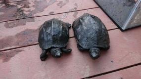 池の中から捕獲された2匹のクサガメが並んでいる写真