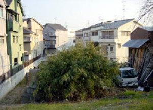 住宅が建ち並んでいる間にある植物が生い茂っている奥の茨田樋門跡を参加者が見に行く様子の写真