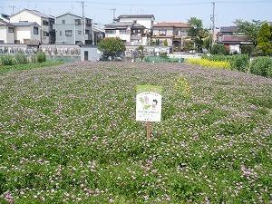 畑一面にレンゲが咲いています。畑の中央にはレンゲ畑開放農地の看板写真があるレンゲ畑の写真