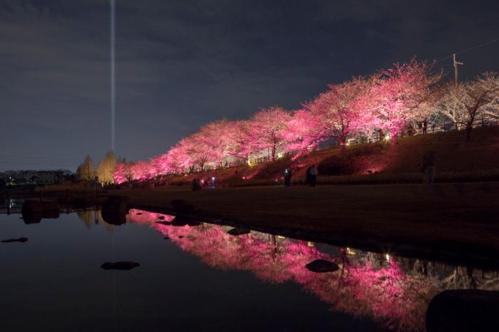 寝屋川沿いに満開の桜の木が並んでおり、夜にライトアップされた桜が水面にも写り、水面桜(みなもざくら)も楽しめる桜のライトアップ写真