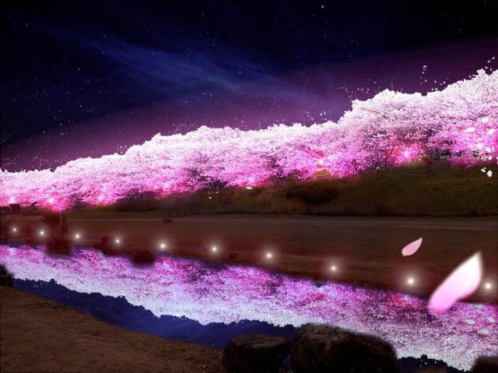満開の桜並木が鮮やかなピンク色にライトアップされ、遊歩道沿いの水面にも写っている水面桜の写真