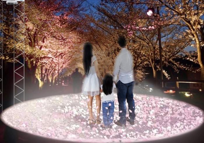 スポットライトを浴びて桜の花びらの中に立つを家族3人(父親・母親・女の子)の後ろ姿 モーション桜吹雪の写真