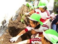 黄緑色の帽子を被った子供たちが畑にイモの苗植えをしている写真