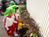 黄緑色の帽子を被った子供たちが畑の苗に如雨露で水をあげている写真