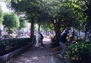 街路樹に囲まれた歩道の木陰を箒を使って清掃活動している本町西老人むつみ会の方々の写真
