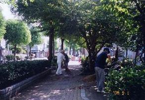 街路樹に囲まれた歩道の木陰を箒を使って清掃活動している本町西老人むつみ会の方々の写真