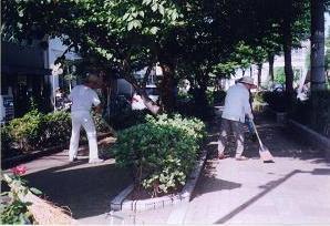 街路樹に囲まれた歩道を二手に分かれて清掃活動している本町西老人むつみ会の方々の写真