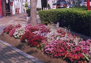 街路樹の傍で咲いている赤やピンク、白色の鮮やかな彩りの花々の写真