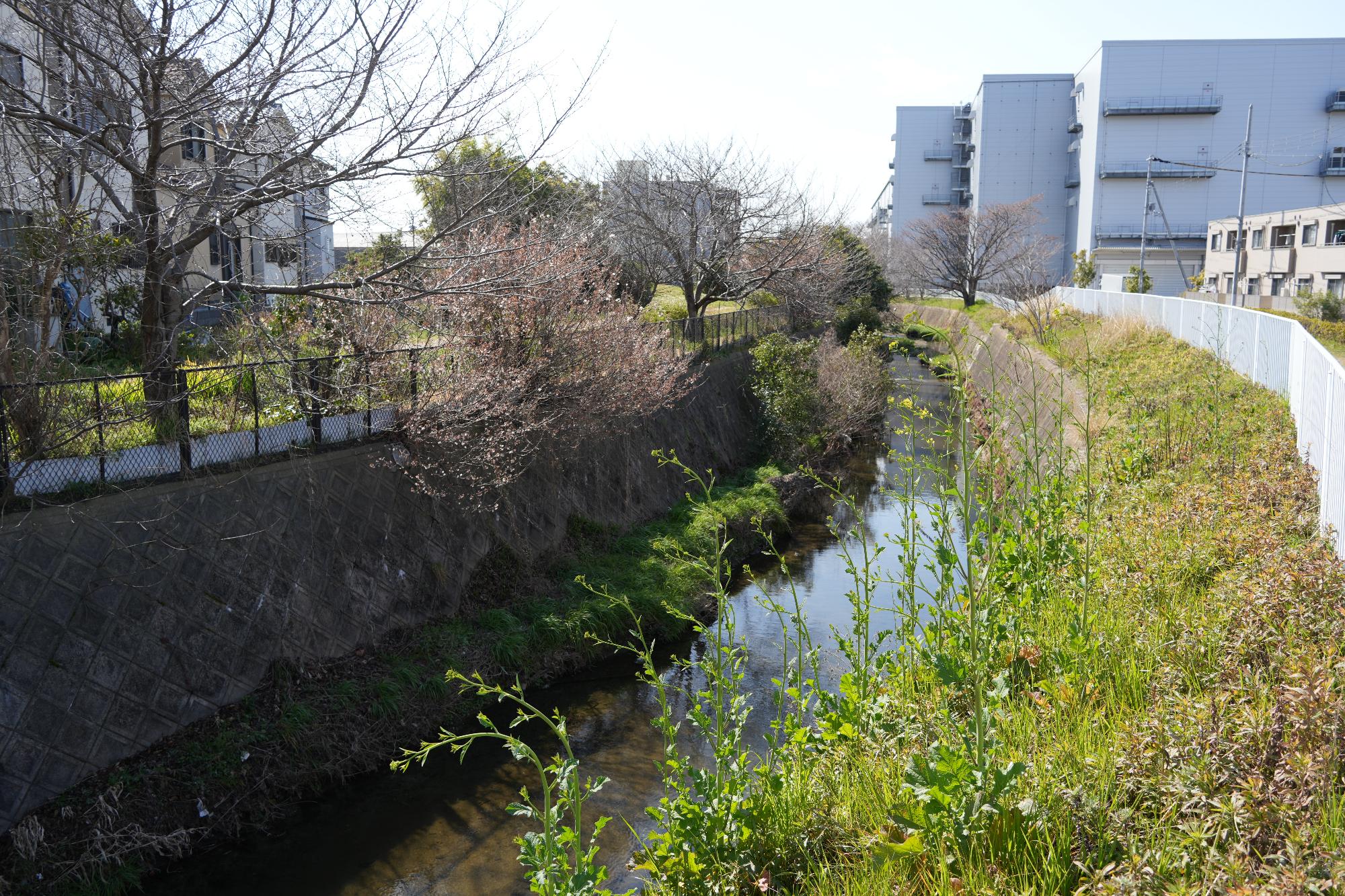 讃良川遺跡跡と川