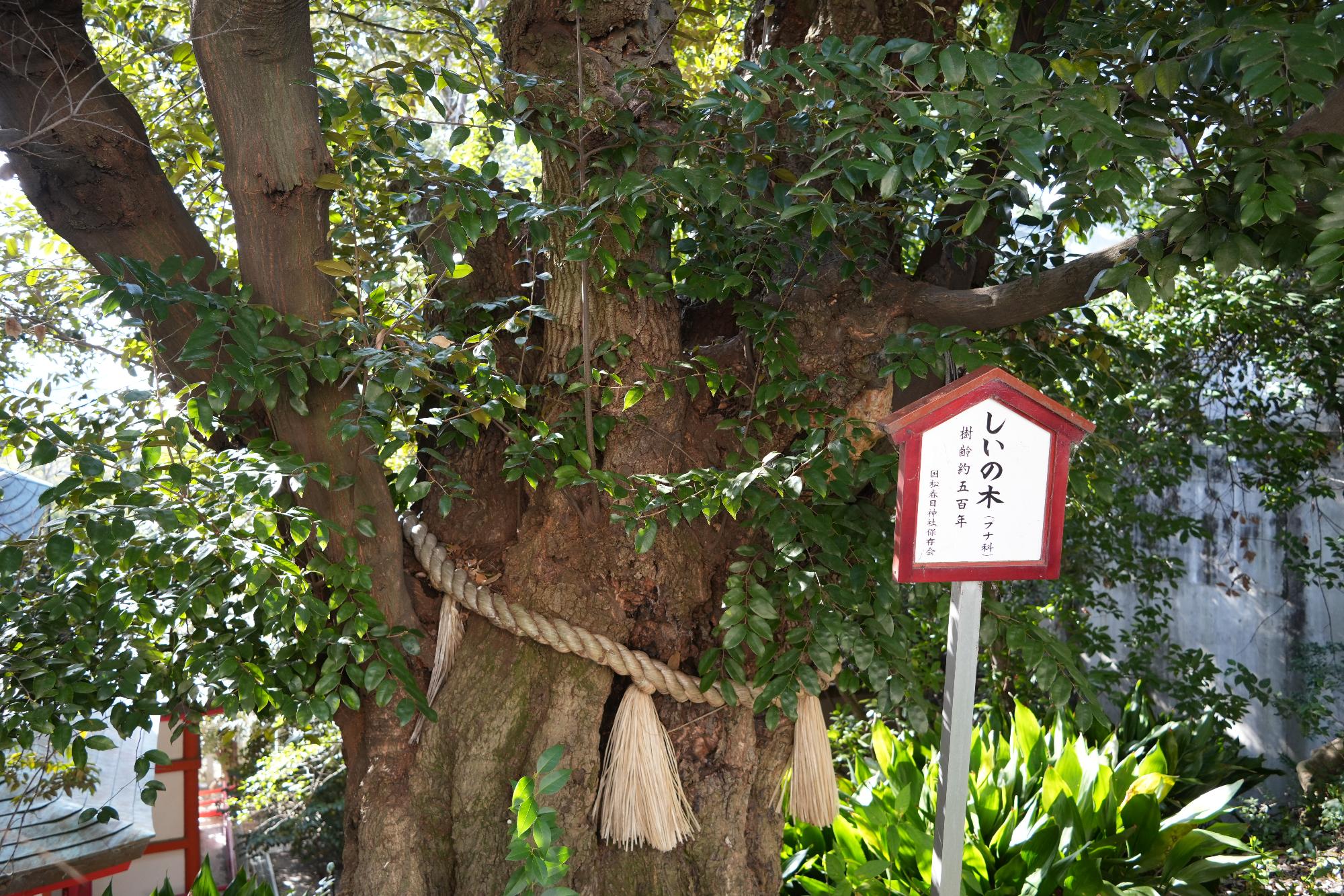 春日神社裏山に群生するスダジイ幹のアップ