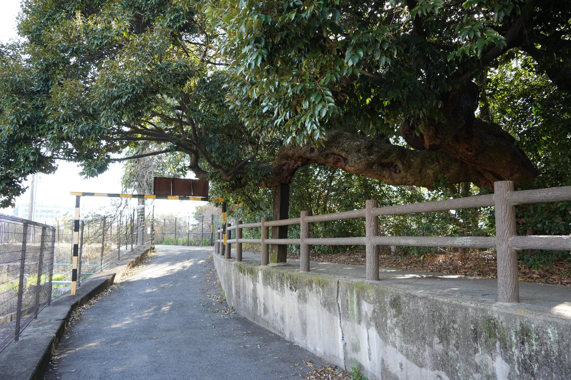 春日神社裏山に群生するスダジイ