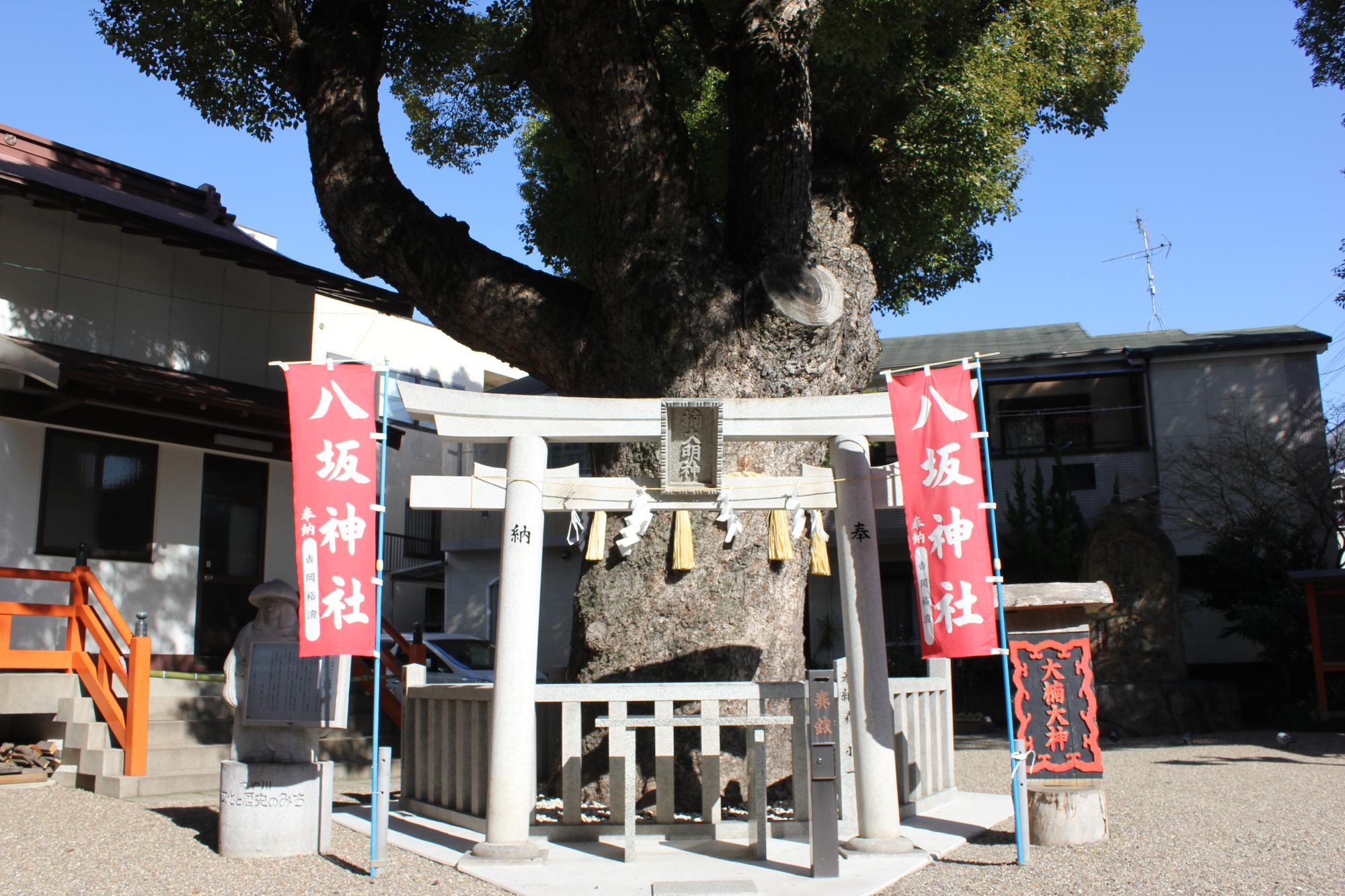 八坂神社の大楠前