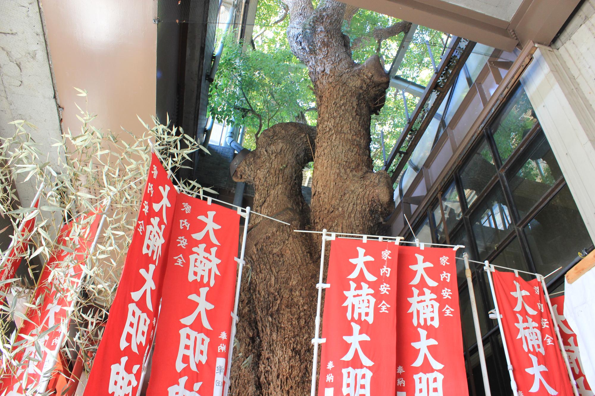 萱島神社から見上げた大楠