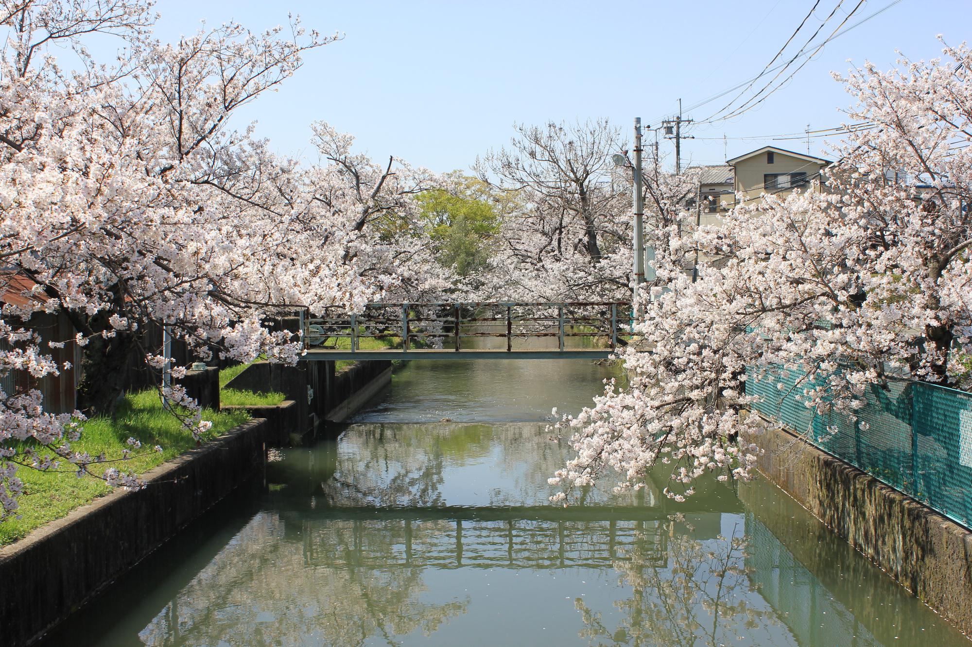 幹線水路にかかる桜