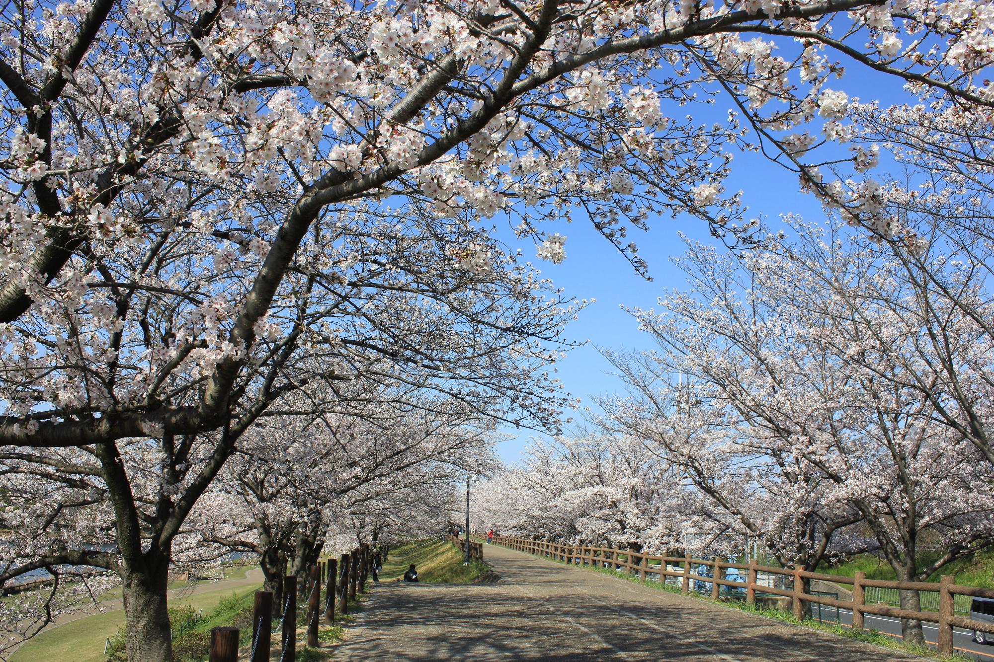 打上治水公園 桜並木