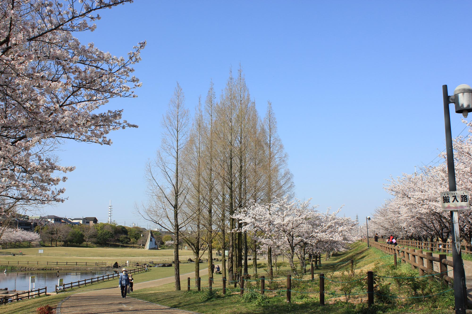 打上治水公園 東から見た景色