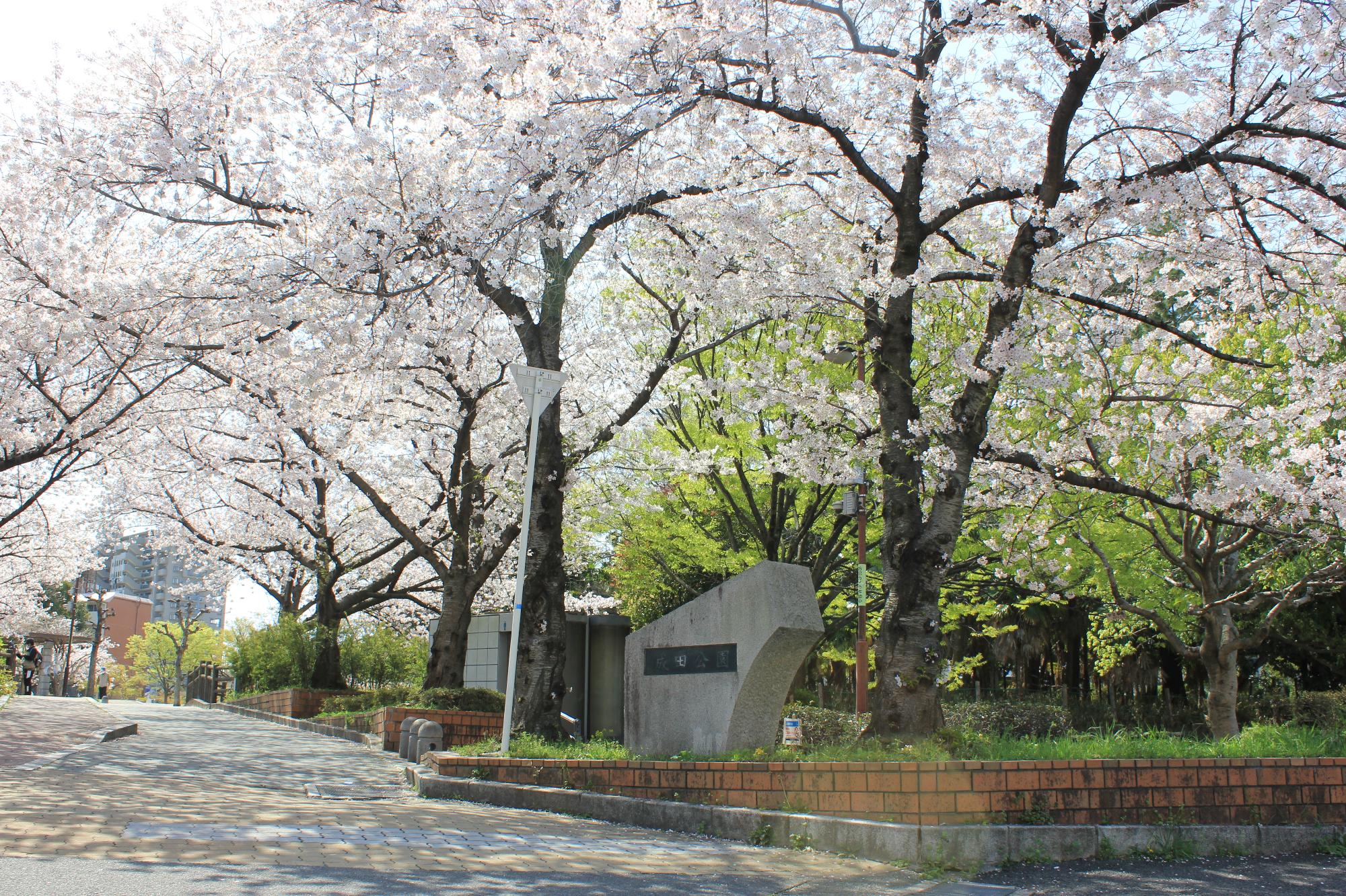 成田公園入口に立つ「成田公園」と書かれた石碑と桜の木