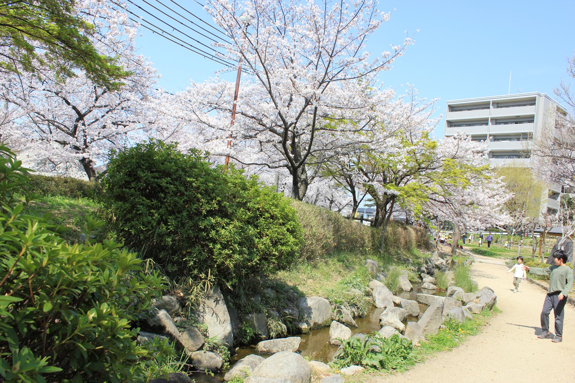 成田公園内の小さい小川