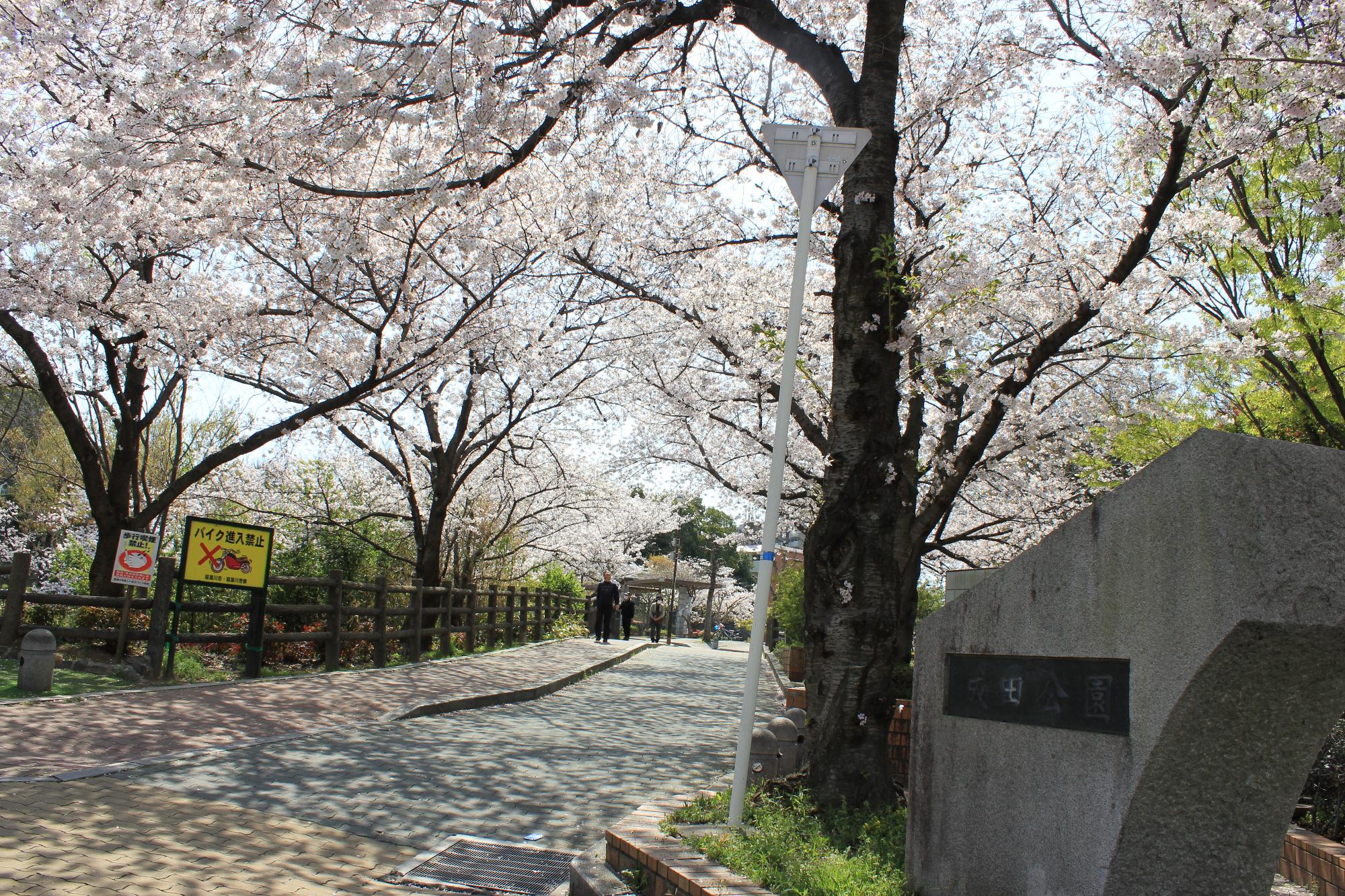 成田公園入口に立つ「成田公園」と書かれた石碑と桜の木
