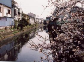 川沿いの民家や桜の写真