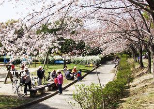 桜がきれいに咲いている南寝屋川公園で花見をしている人々の写真