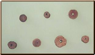丸い形で中央に小さな穴が開いている讃良川遺跡出土土製耳飾(耳栓)7個の写真