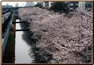 水路沿いに咲く満開の桜の写真